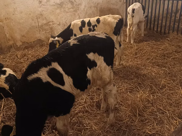 Bull, Russian Black pied cattle