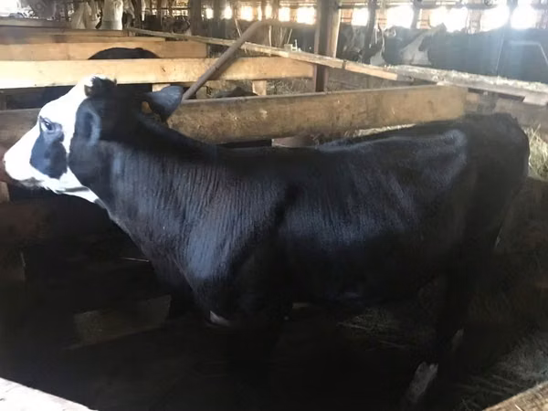 母牛, Yaroslavl cattle
