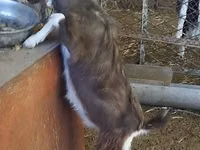 تيس, Toggenburg goat — الصورة 1