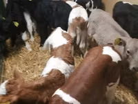 أبقار (دفعة، الجنس غير محدد), Simmental cattle — الصورة 5