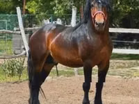 公马, Horses — 照片 5