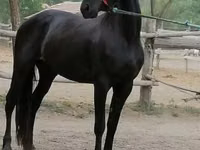 Mare, Friesian — photo 2