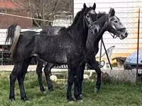 خيول (دفعة، الجنس غير محدد), Lipizzaner — الصورة 5