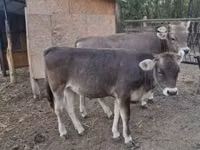 ثور, بازاديز — الصورة 2