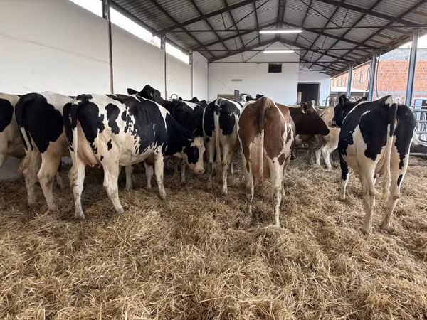 Cow, Holstein breed