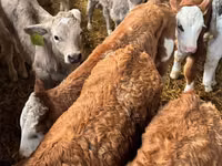 Ng'ombe (kikundi, jinsia haijatajwa), Simmental cattle — picha 1