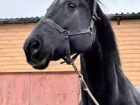 Mare, Akhal-Teke — photo 7