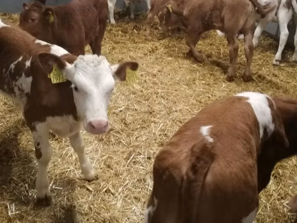 Bovinos (lote, sexo no especificado), Simmental cattle