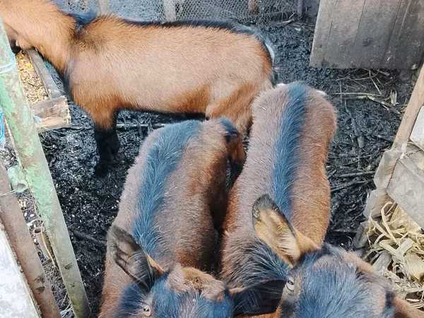 母山羊, French Saanen goat