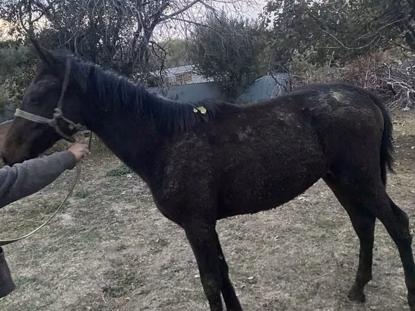 Faras, Kazakh horse