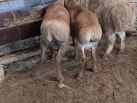 母羊, West-Siberian mutton sheep — 照片 2