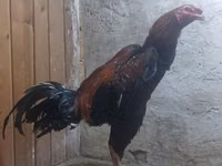 Chickens — الصورة 2