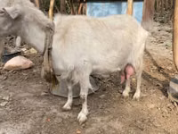 母山羊, Fergana goat — 照片 3