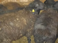 Ram, Qashqai sheep — photo 1