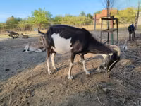 عنزة, Toggenburg goat — الصورة 7