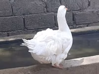 Geese — Foto 3