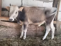 Toro, Ganado vacuno — foto 3