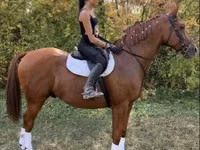 Caballo, Gidran — foto 1