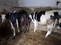 Ng'ombe jike, Russian Black pied cattle — picha 6