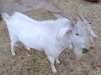 Goat, Beetal goats — photo 2