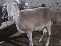 Oveja, Afghan Arabi sheep — foto 4