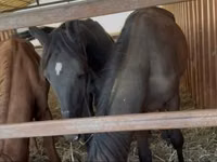 Mare, Horses — photo 2
