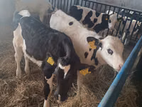 Toro, Russian Black pied cattle — foto 3