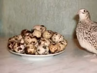 एस्टोनियन — फ़ोटो 1