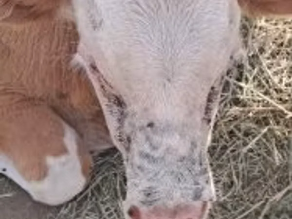 公牛, Simmental cattle