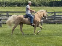 公马, Rocky Mountain Horse — 照片 1