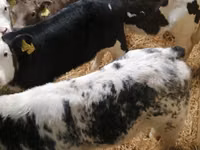 أبقار (دفعة، الجنس غير محدد), Simmental cattle — الصورة 5
