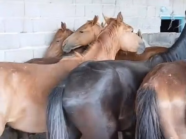 Faras, Horses