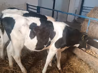 母牛, Russian Black pied cattle — 照片 8