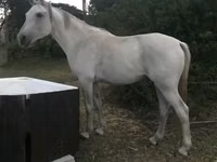 Horse (M), Arabian horse — photo 2