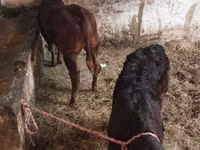 母牛, Cattle — 照片 4