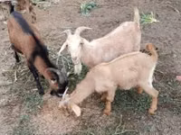 公山羊, Goats — 照片 2