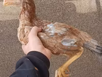 Chickens — फ़ोटो 1