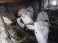 Kuh, Holstein-Rasse — Foto 1