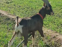 عنزة, Toggenburg goat — الصورة 1
