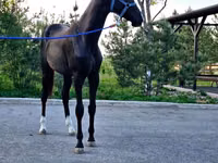 Horse (M), Akhal-Teke — photo 4