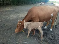 Vaca, Simmental cattle — foto 1
