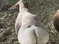 Wad, Sheep — sawirka 3