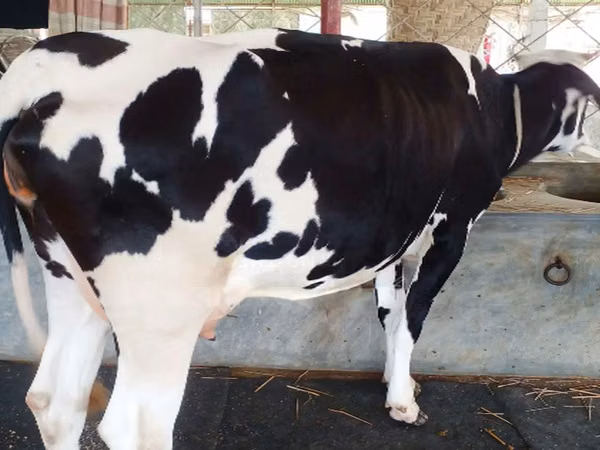Cow, Holstein breed