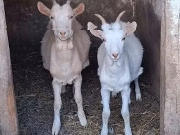 ماعز (دفعة، الجنس غير محدد), الماعز