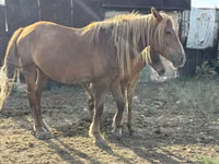 Mare, Horses — photo 3