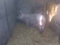 Sow, Pigs — photo 4