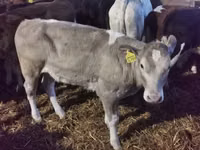 Ng'ombe dume, Simmental cattle — picha 4