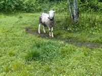 Wad, Romanov sheep — sawirka 2