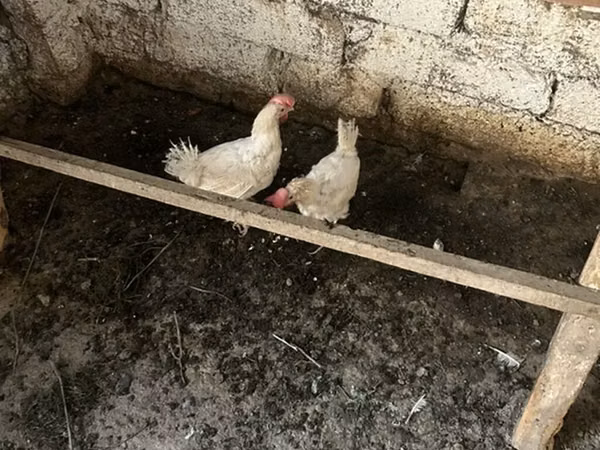Chickens