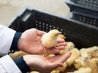 Chickens — 照片 8